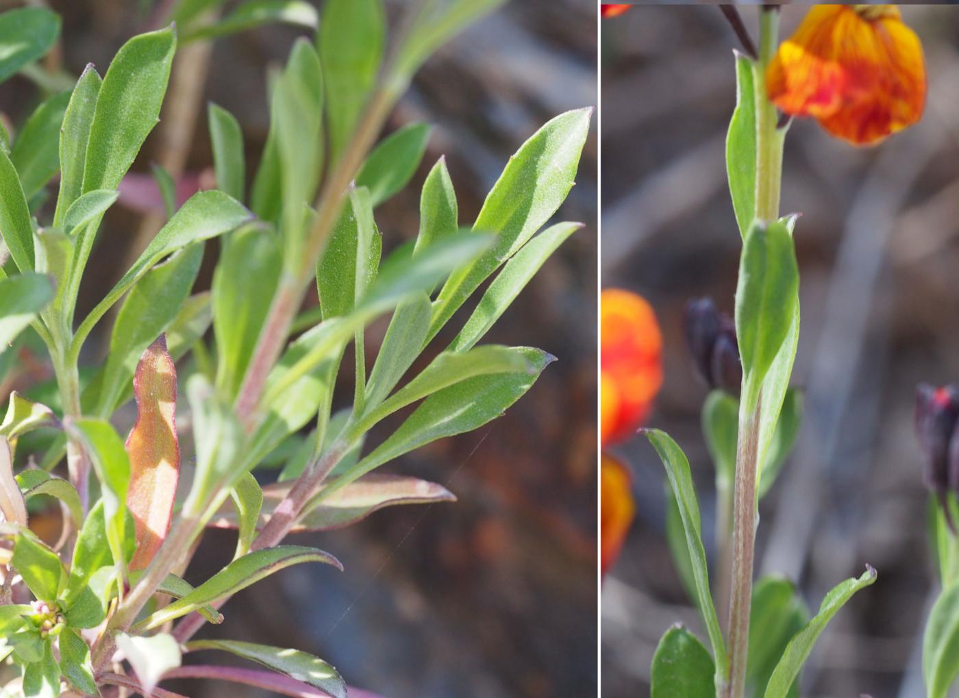 Wallflower leaf